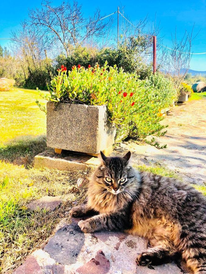 Agriturismo Il Paradiso Iglesias Εξωτερικό φωτογραφία